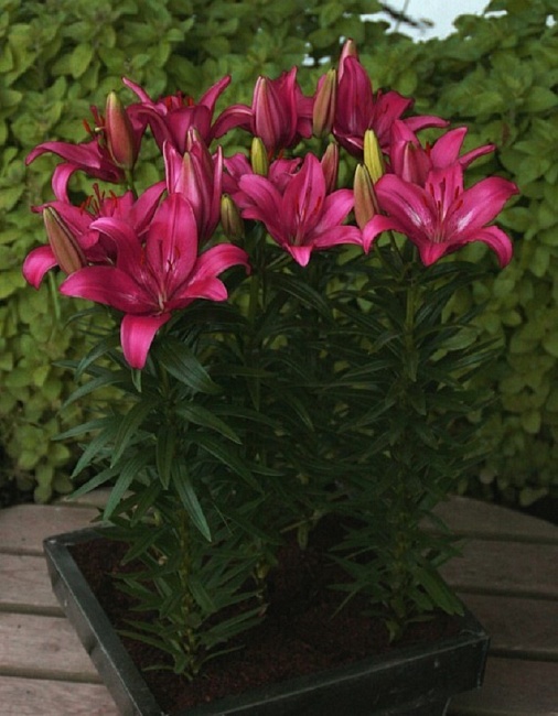 Лилия Тренди Дакота